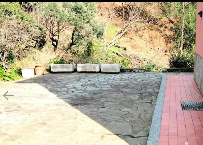 Red Squirrels كوغوليتو